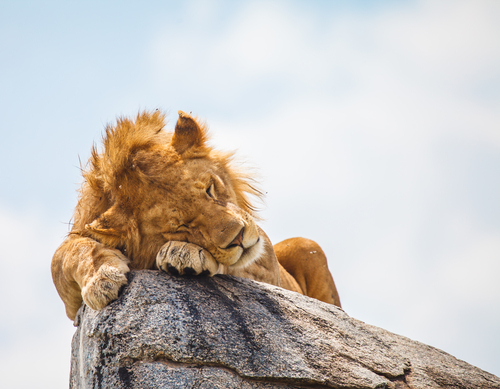 sleeping lion